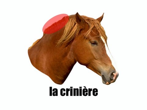 Learn French - Le cheval vol2