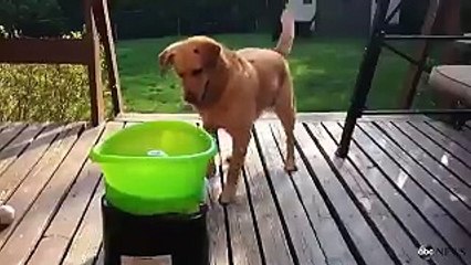 I want one so my dog can be this happy.
