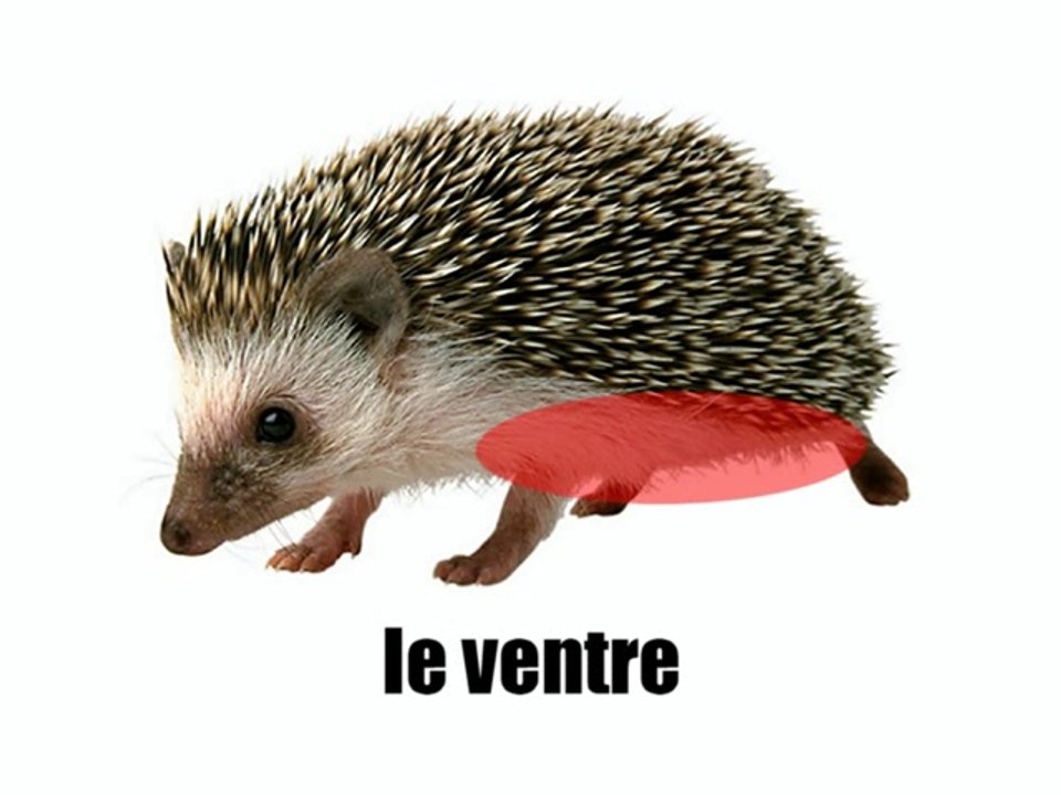 Learn French - Le hérisson