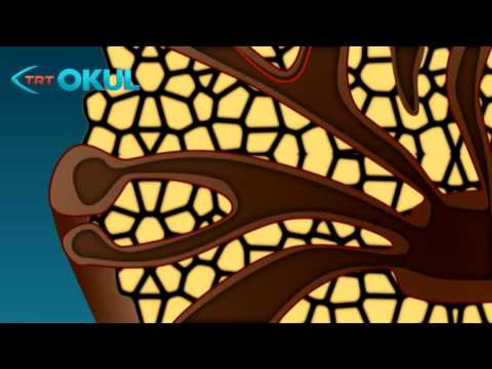 Anatomi Atlası - Karaciğer - TRT Okul