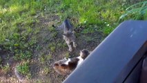 Funny Cats 2016 - Cats vs Cats - Funny Cat Videos Best Funny Videos 2016 Funny Videos Compilation #4