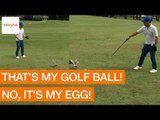 Golfer Interrupted by Angry Birds Protecting Mistaken Egg