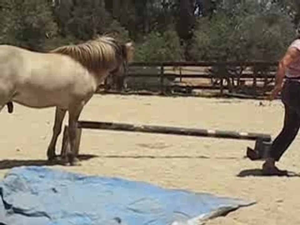 Elisabeth Haug and Zimba