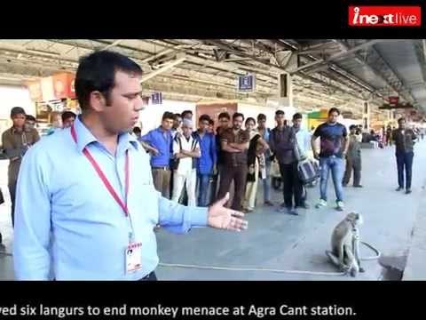 Langurs deployed to end monkey menace at Agra Cant railway station