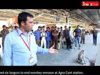 Langurs deployed to end monkey menace at Agra Cant railway station