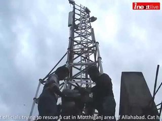 Cat climbs cell phone tower in Allahabad