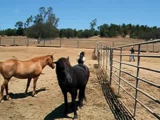 Little Pinto Icelandic Horse