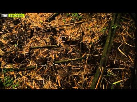 Yabancı Hayatı Keşfet - 1. Bölüm Göz Göze - TRT Belgesel