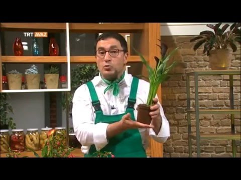 Çiçekleri Doğru Yetiştirmenin Yolları - Erkan Şamcı ile Doğal Yaşam - TRT Avaz