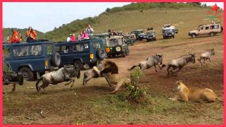 Lion ambush at wildebeest crossing full HD new  video