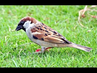 World Sparrow Day: When did you last saw a house sparrow