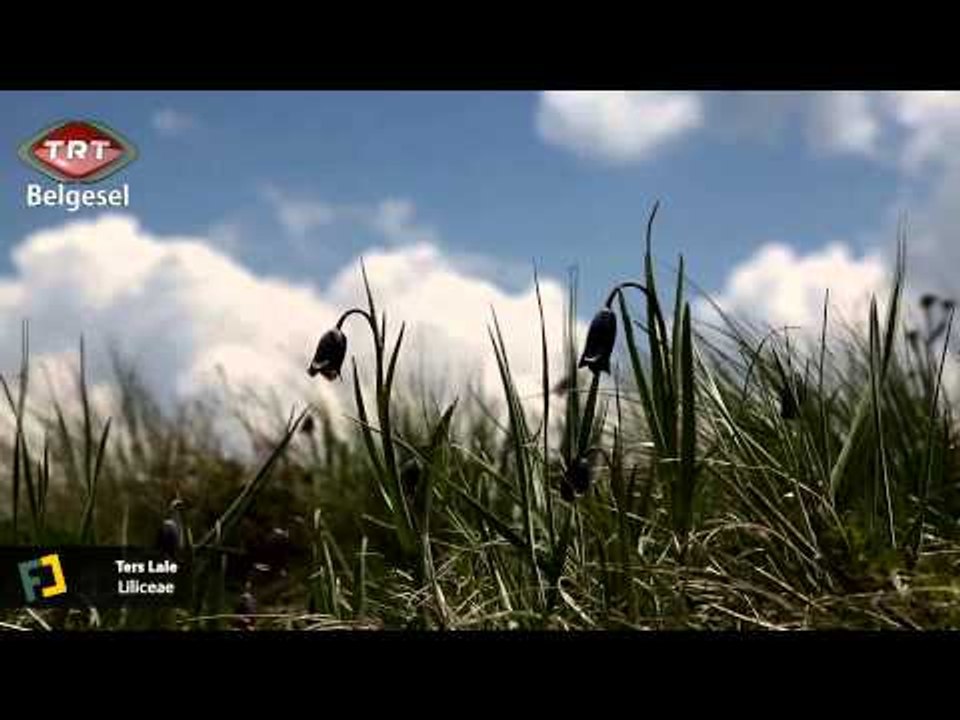 Foto Coğrafya Bitlis Tatvan