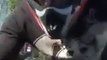 Un motard pete un cable et éclate la vitre d'une voiture à coup de poing - Road rage