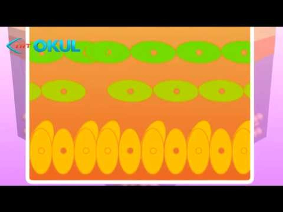 Anatomi Atlası - Deri - TRT Okul