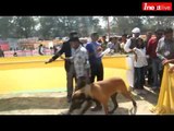 Beagle and Pug dog win All India dog championship 2015 in Allahabad