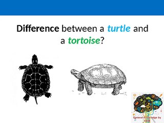 Turtle vs Tortoise: Key Differences Explained 🐢