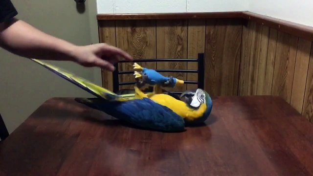 Ce perroquet est un vrai chien...