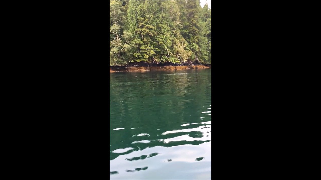 Cette baleine à bosse chasse à quelques metres...