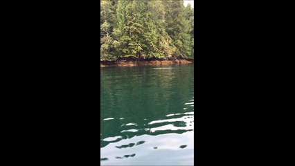 Cette baleine à bosse chasse à quelques metres d'un bateau... Incroyable