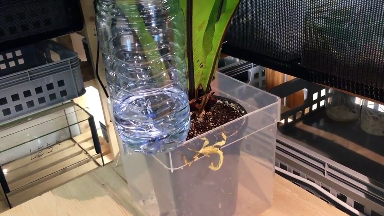 Des insectes font des tricks avec des bouteilles! Ahaha