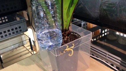 Des insectes font des tricks avec des bouteilles! Ahaha