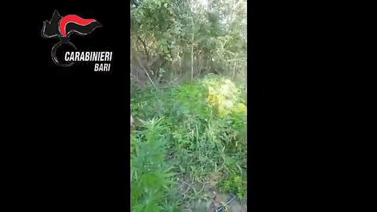 Minervino Murge: scoperta centrale della marijuana. Arrestati quattro agricoltori