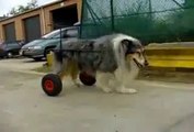 colley handicapé voiturette pour chien handicapé paralysé