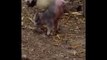 Piglet Learns to Walk on Just Two Legs