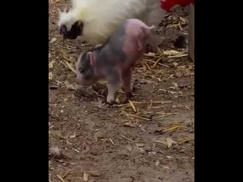 Piglet Learns to Walk on Just Two Legs