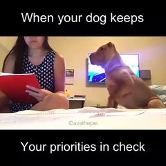 Doggy wants touching