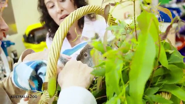 Alors quil vient de perdre sa maman ce bb koala se console en saccrochant une peluche qui lui ressemble
