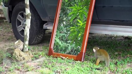 Un singe se bat contre lui-même devant un miroir