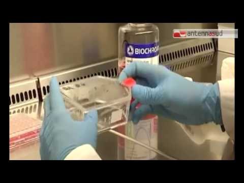 Tg antennasud 28 09 2016 Al sud meno tumori, dieta e stili di vita gli antidoti