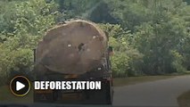 Shocking video of a massive log being transported in Kelantan