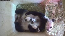 Deux bébés pandas ouvrent les yeux pour la première fois