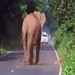 Elefent croses the road