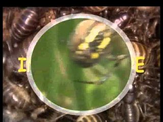 Doğanın Minik Misafirleri Yakında TRT Okul'da...