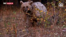 Göçmen boz ayılar Şavşat'ta beslenip Sarıkamış'ta uyuyor
