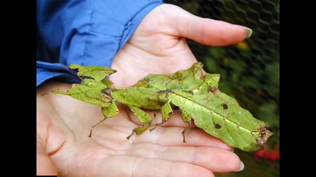 شاهد اغرب الاشياء في العالم لن تصدق ما ترى !