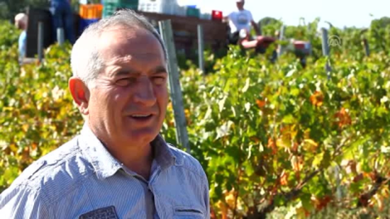 Üzümün Asmadan Ayrılık Vakti Geldi (2)