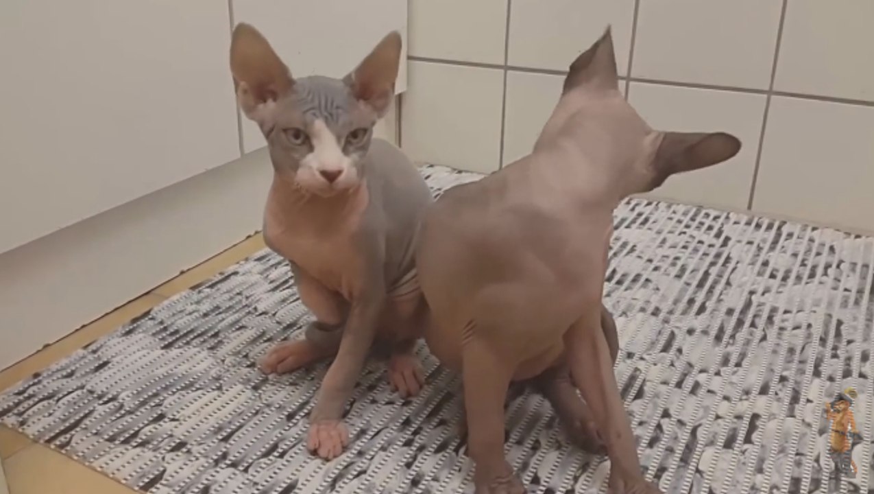 Купание кота породы СФИНКС