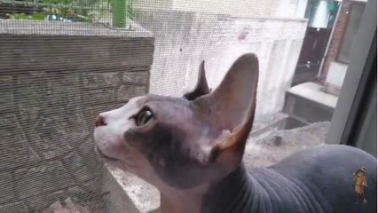 Кот порода СФИНКС