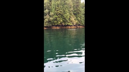 Cette baleine à bosse chasse à quelques metres d'un bateau