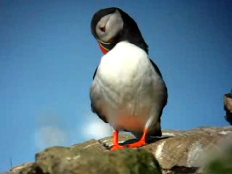 PUFFIN