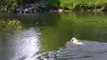 Daring Dog Attempts Brave River Rescue of Tennis Ball