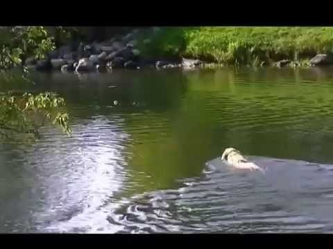Daring Dog Attempts Brave River Rescue of Tennis Ball