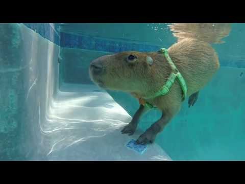 Swimming Capybara Enjoys Pool Activities and Fun