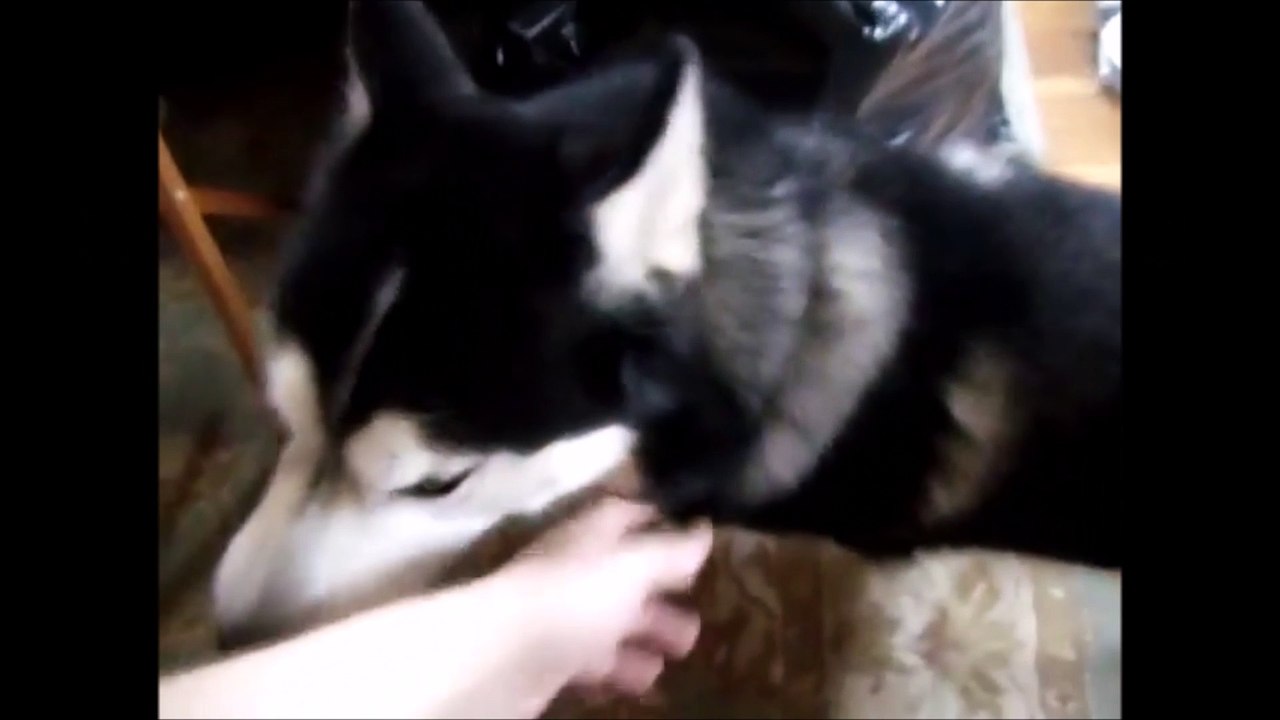 Dog Collar Boutique - Dog collar sizes