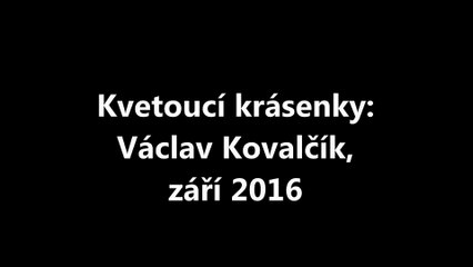 Kvetoucí krásenky: Václav Kovalčík, září 2016