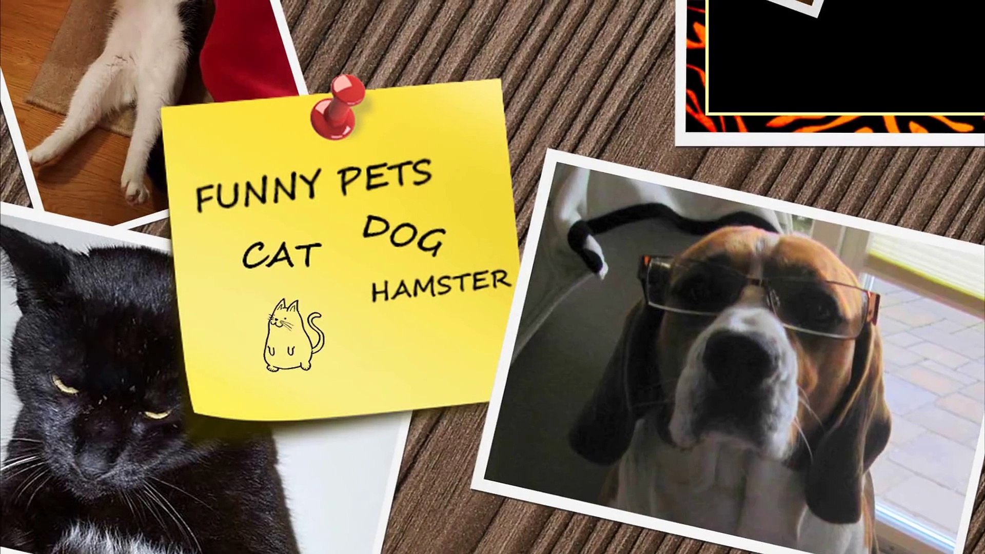 Funny animals - Funny animal compilation